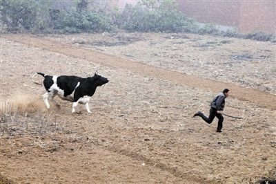 疯狂猜图 花奶牛_疯狂猜图品牌领结兔子猜四个字答案是什么(3)