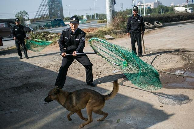 浙江金华新任公务员挂职城管锻炼 上街捕狗(图)