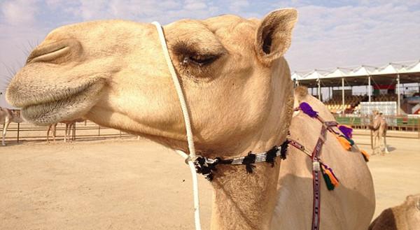 阿联酋举行骆驼选美大赛 主人为其描眉丰唇