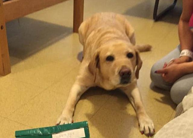 狗狗眼睛突然失明了,还有点抽搐,口吐白沫.是得了什么