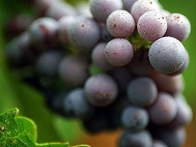 养生:葡萄预防乳腺癌 10种食物<em>治疗</em><em>女人</em>病_新