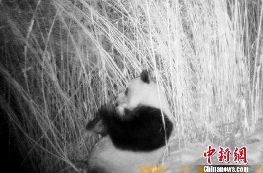 四川黄龙再现野生大熊猫 首次拍到进食影像(图)