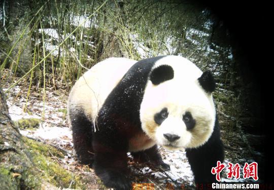 四川黄龙再现野生大熊猫首次拍到进食影像（图）