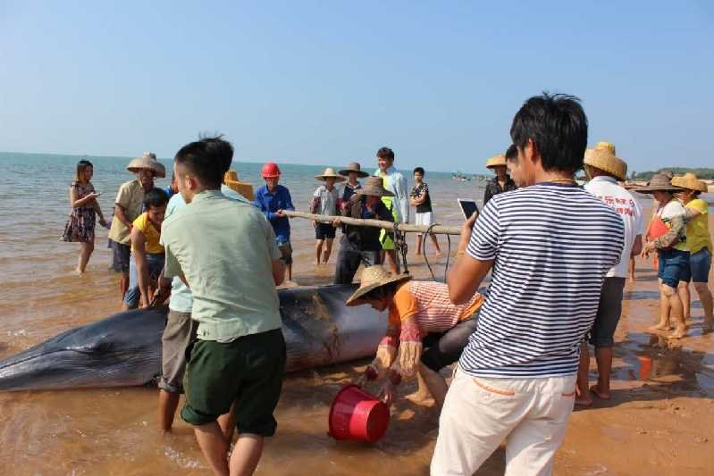 重达几吨鲸鱼海滩搁浅 警民合力救援终获重生(图)