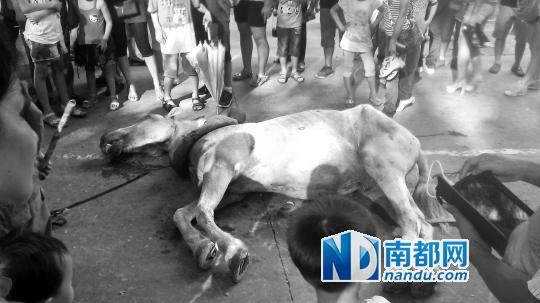 深圳野生动物园马匹拉客猝死 园方称死于心衰