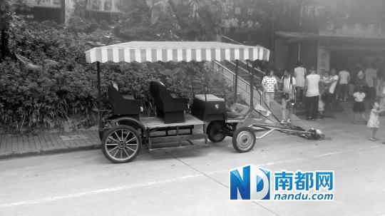 深圳野生动物园马匹拉客猝死 园方称死于心衰