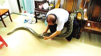 海口六旬翁养蟒蛇当宠物 同住7年待它如家人