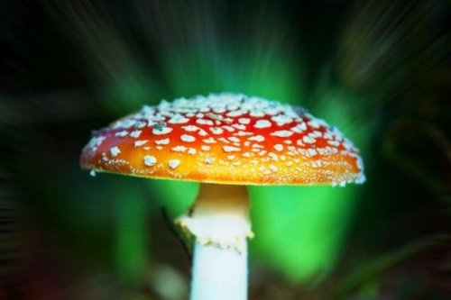 伊丽莎白女王御花园惊现神奇蘑菇 能令人致幻_新闻_一生一世