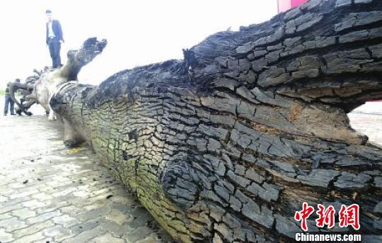四川南充高坪发现两根巨型乌木 总重量达15吨