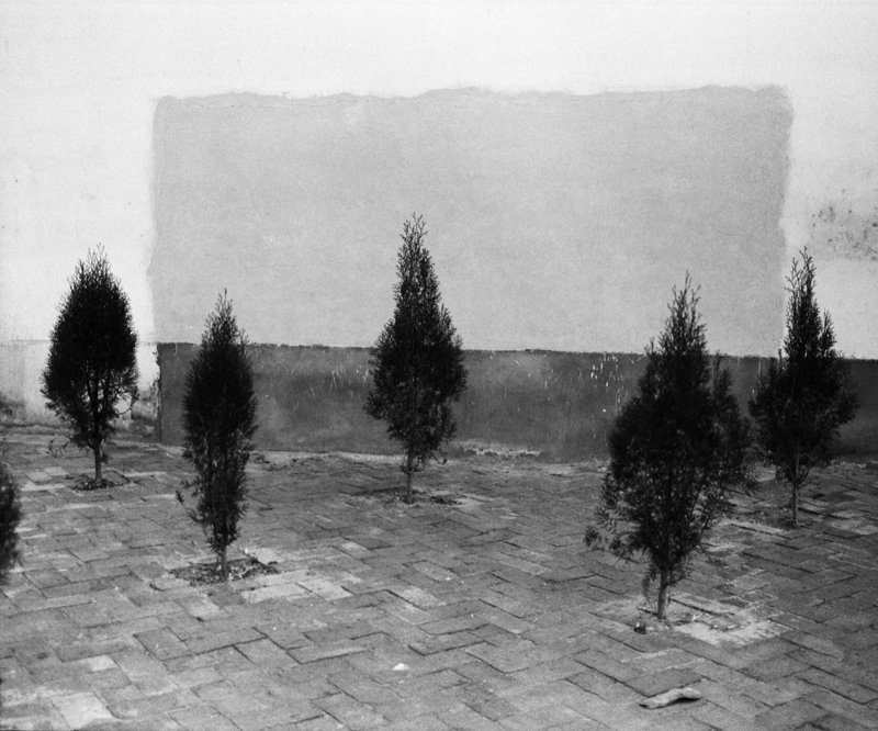 小树,青海务屯,2010年。摄影/罗永进 小树,青海务屯,2010年。摄影/罗永进