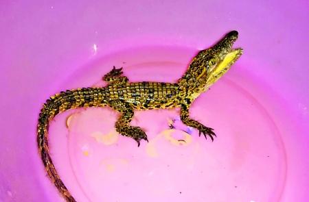 男子河中无意钓起泰国鳄鱼幼崽 兽医不建议放