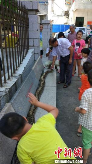 海南六旬老人与蟒蛇同吃住情如亲人(图)