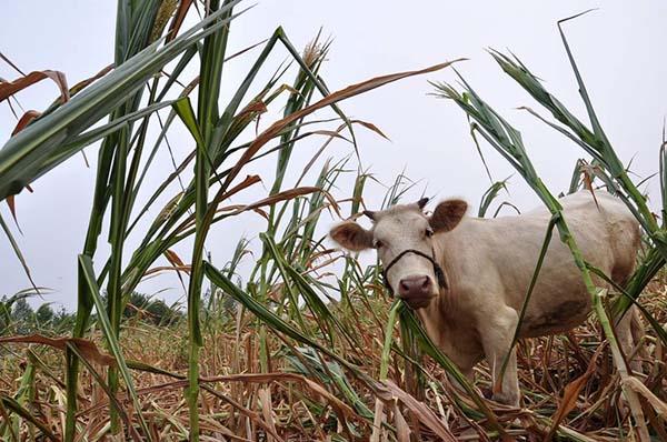 南水北調(diào)中線充水實驗 河南兩次發(fā)函放水抗旱被拒