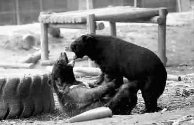 龙桥黑熊救护中心里，两头黑熊经治疗开始恢复健康