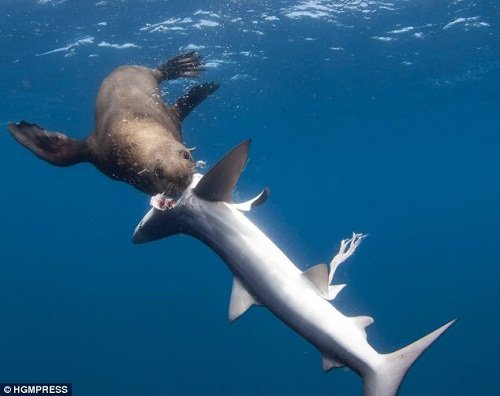 攝影師拍到凶猛海豹將五條鯊魚開膛破肚(組圖)