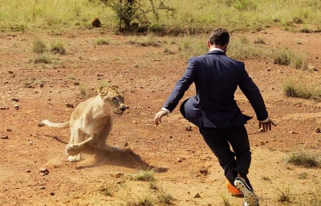 组图:非洲狮语者与三只狮子上演足球对决