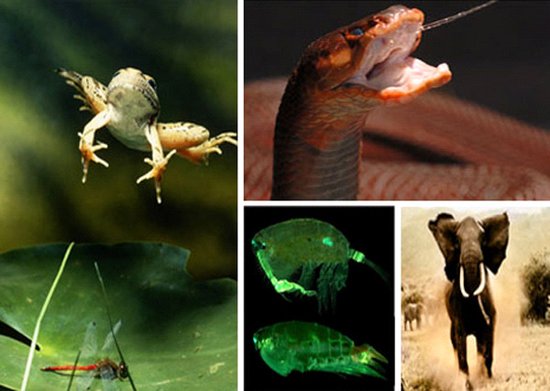 神奇自然界 揭密5种动物的防卫绝技