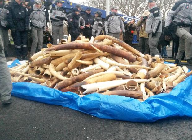 法国埃菲尔铁塔下销毁逾2吨象牙 系欧洲首次