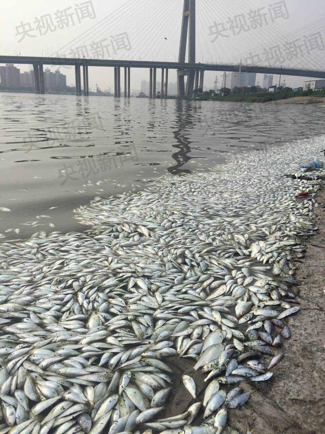天津海河斑鰶死亡原因公布:专家判定主因是缺