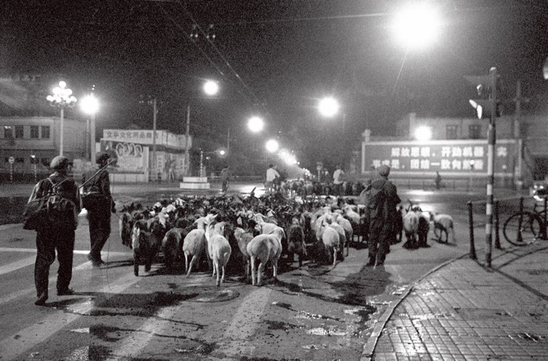1977年,北京长安街西单路口,牧羊的农民正赶着羊送去屠宰厂。 1977年,北京长安街西单路口,牧羊的农民正赶着羊送去屠宰厂。