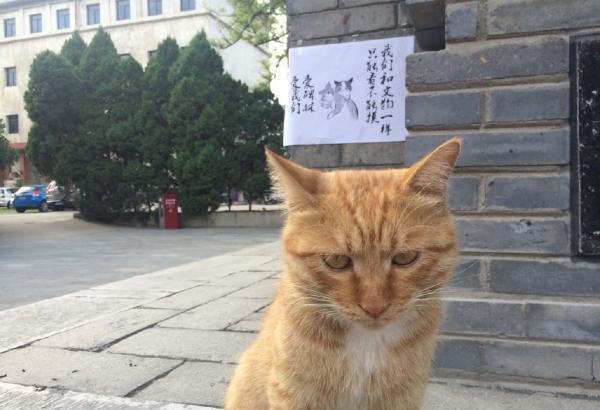 游客逗猫被抓伤怒而投诉，博物馆下令驱逐流浪猫，凭啥啊？