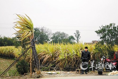 凛冽的寒风里，吴称雄经常一站就是一整天