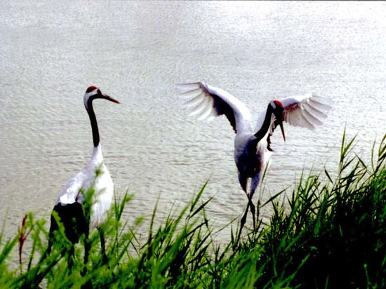中国湿地报告：丹顶鹤的乡愁