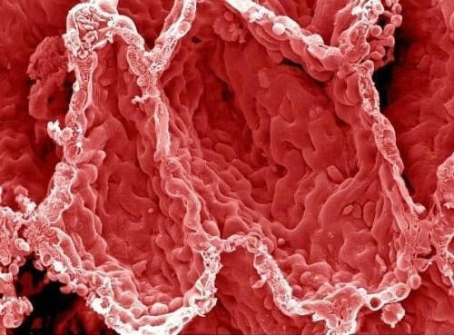 图组:难得一见的人体图片 <em>头发分叉</em>到底<em>啥样</em>_