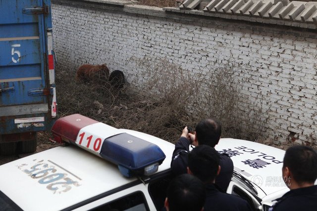 组图:石家庄60余人围捕伤人藏獒 警察开枪制服