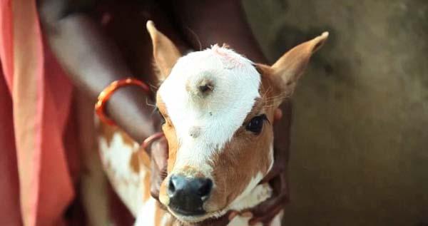 印度小牛长3只眼被尊为湿婆化身接受膜拜