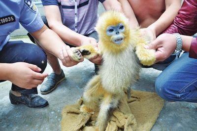 贵州河南现贩卖黑叶猴金丝猴 动物园为幕后买家