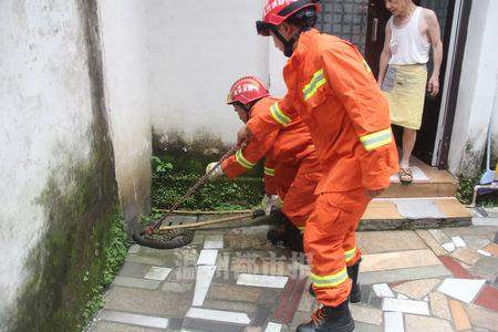 近2米长草花蛇误闯平阳一民宅 住户受惊