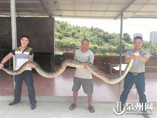 三名男子才能将巨蟒制服