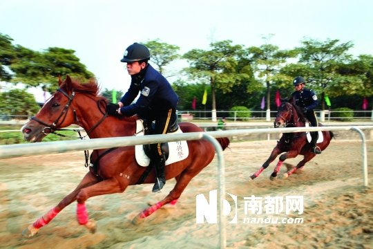 深圳警方:骑警每匹马日均花70元 比养警车便宜