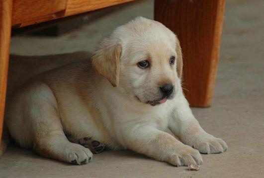 还在哺乳期的女主人不忍看小狗挨饿,亲自上阵母乳喂养小狗.