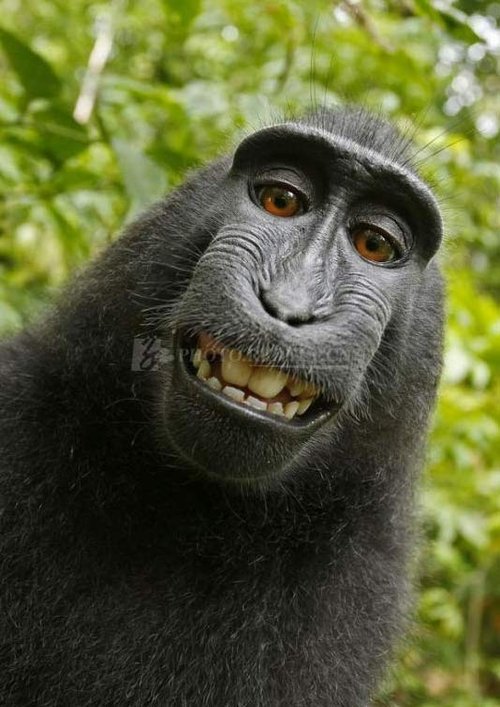 珍稀猕猴捡摄影师相机自拍鬼脸照片_新闻_腾讯网