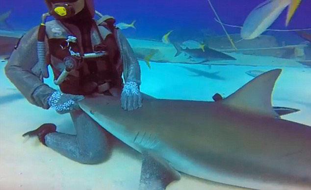 意大利女潜水员怀抱1.8米长鲨鱼 哄其"入眠"