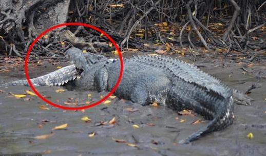 5米大鳄鱼吞食3米小鳄鱼 疑为保护自己领地(图