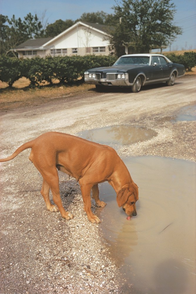 阿尔杰斯,路易斯安那州。摄影/William Eggleston 阿尔杰斯,路易斯安那州。摄影/William Eggleston