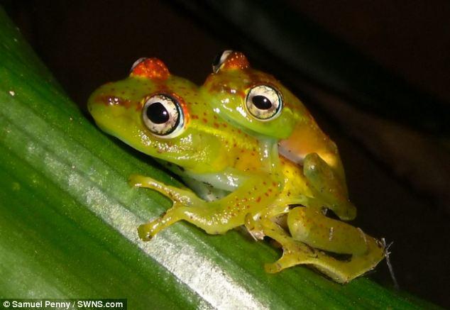 英国现新物种青蛙 全身绿色头背有红斑(图)