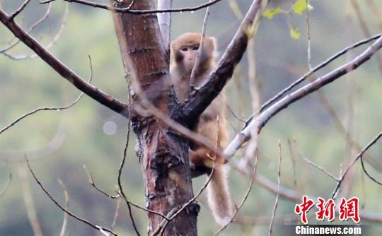 野生猕猴群定居村庄 村民欲种庄稼喂猴（图）