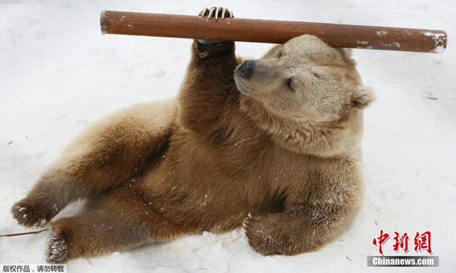  俄罗斯  功夫熊  走红  舞棍有模有样_新闻_腾讯