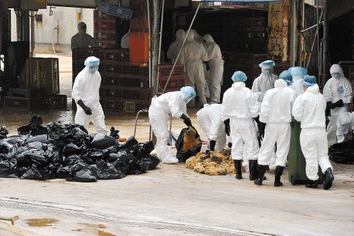 香港发现禽流感死鸡 工作人员销毁1.7万只活鸡