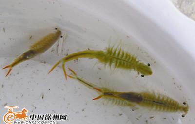 “仙女虾”学名枝额虫，是有两亿多年历史的季节性水生甲壳动物。近日，这种和恐龙同时代的史前生物，在我市民理园小区4号楼居民家阳台的水池里出现。