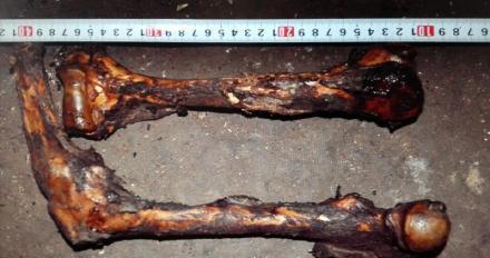 云南獵殺大熊貓案宣判 兩人分別被判13年、11年
