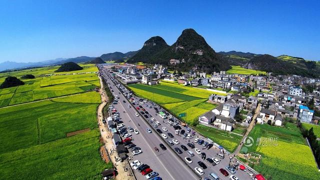 云南景区春节交通拥堵 花田变车海(图)