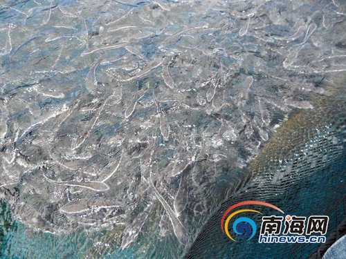 水产养殖专家:美济礁水质特别 适合养东星斑