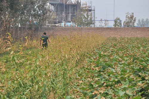 山东武城村庄4年患癌死亡30人 疑源于化工污染