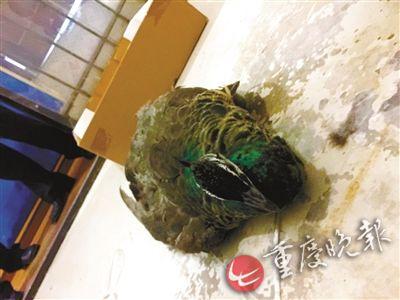 居民楼掉下蓝孔雀砸中老太 肇事孔雀迟迟无人认领
