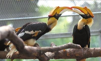 非法珍品网络黑市热销内幕：藏品大多走私入境